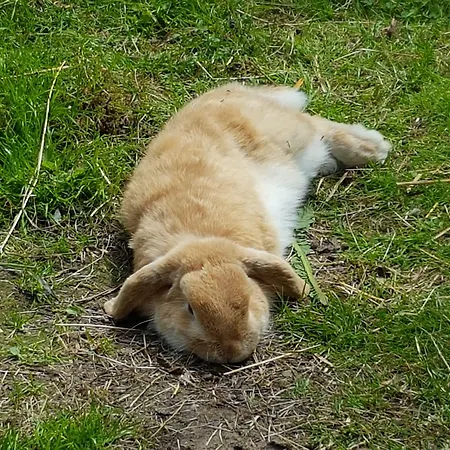 Apartamento Ostsee-landhaus Rerik